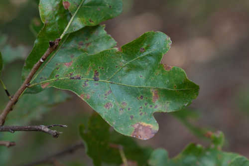 Quercus margarettae #2